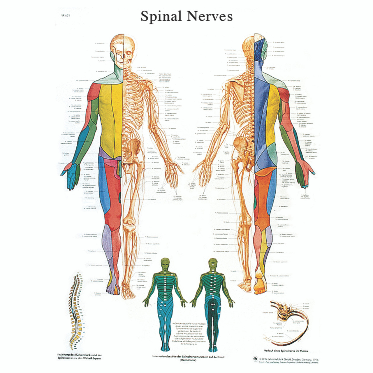 Chart Of Nerves In Back