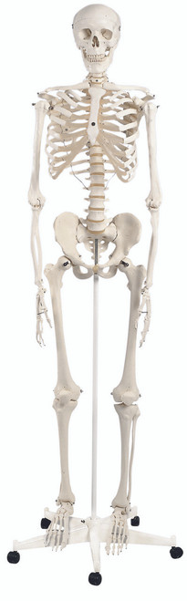 Anatomical Model - Stan the classic skeleton on roller stand