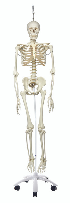 Anatomical Model - Phil the physiological skeleton on hanging roller stand