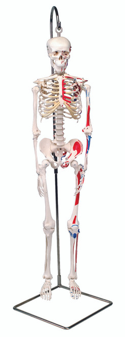 Anatomical Model - Shorty the mini skeleton with muscles on hanging stand