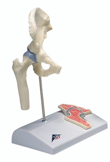 Anatomical Model - mini hip joint with cross section of bone on base