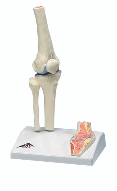 Anatomical Model - mini knee joint with cross section of bone on base