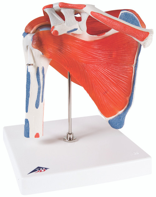 Anatomical Model - shoulder joint with rotator cuff