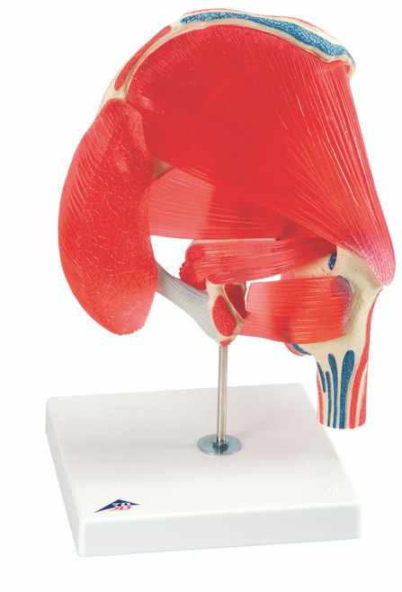 Anatomical Model - hip joint with removable muscles, 7-part