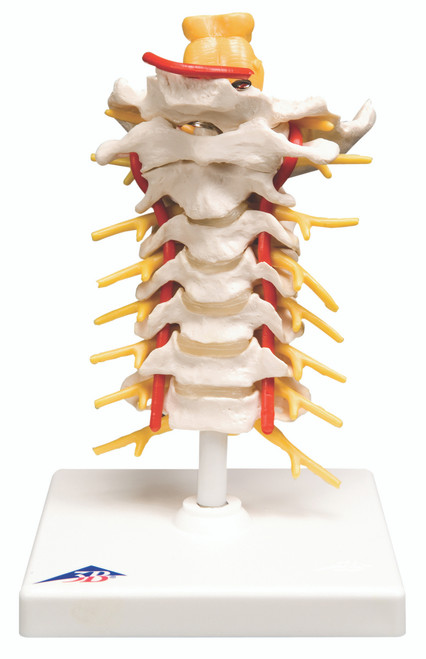 Anatomical Model - cervical spinal column