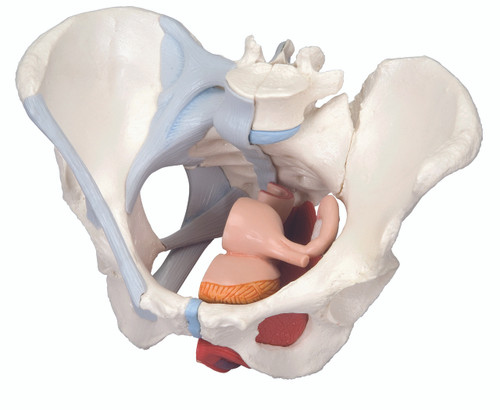 Anatomical Model - female pelvis, 4-part with ligaments