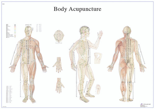 Anatomical Chart - acupuncture body, laminated