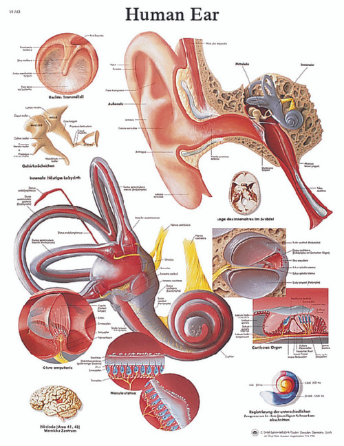Anatomical Chart - ear, laminated