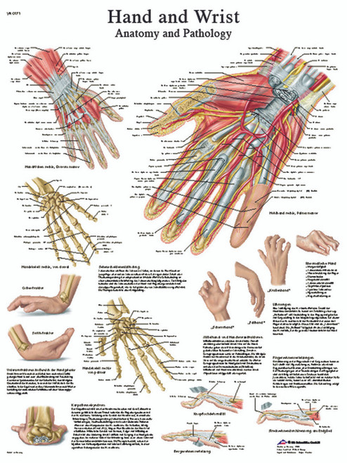 Anatomical Chart - hand & wrist, laminated