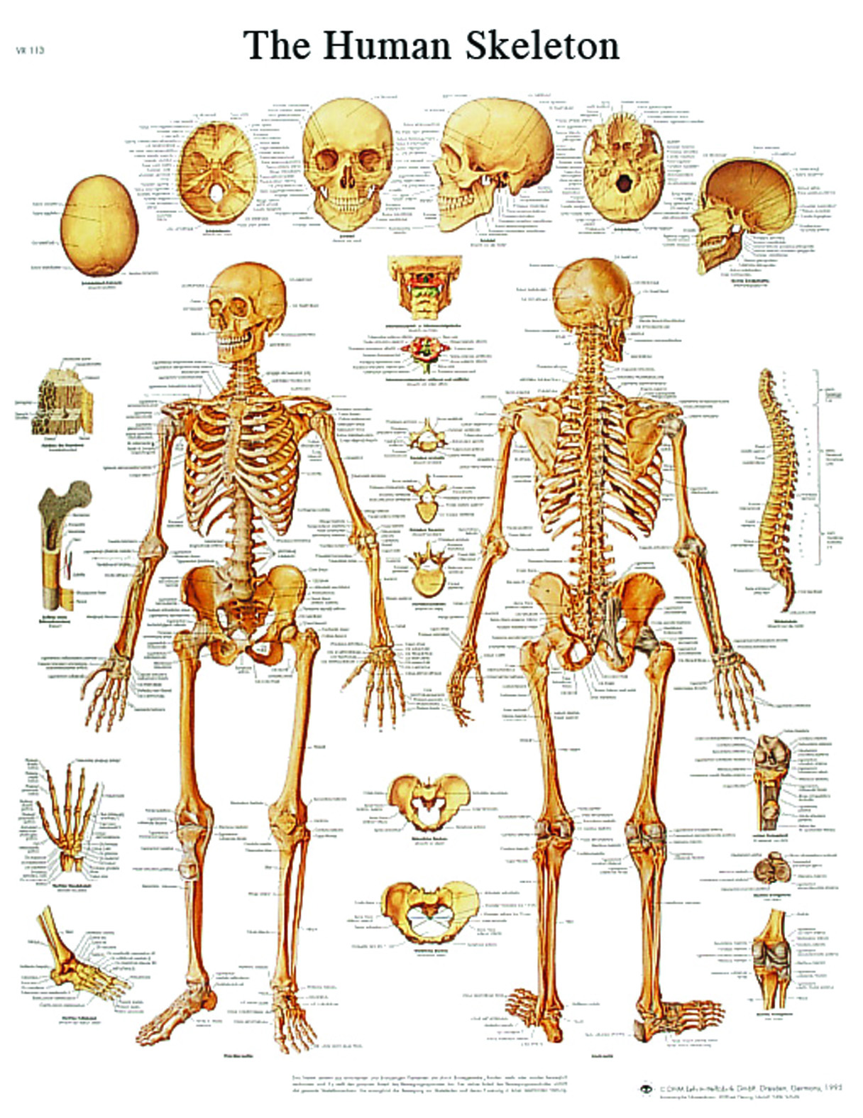 anatomical-charts.jpg