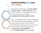 What is CBD, and why do people use it?