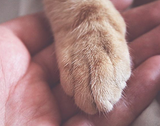 A Unity for Charity in the Pet Industry (Pet Age)