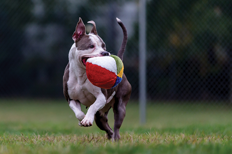beachball-igaf.jpg beachball-igaf.jpg