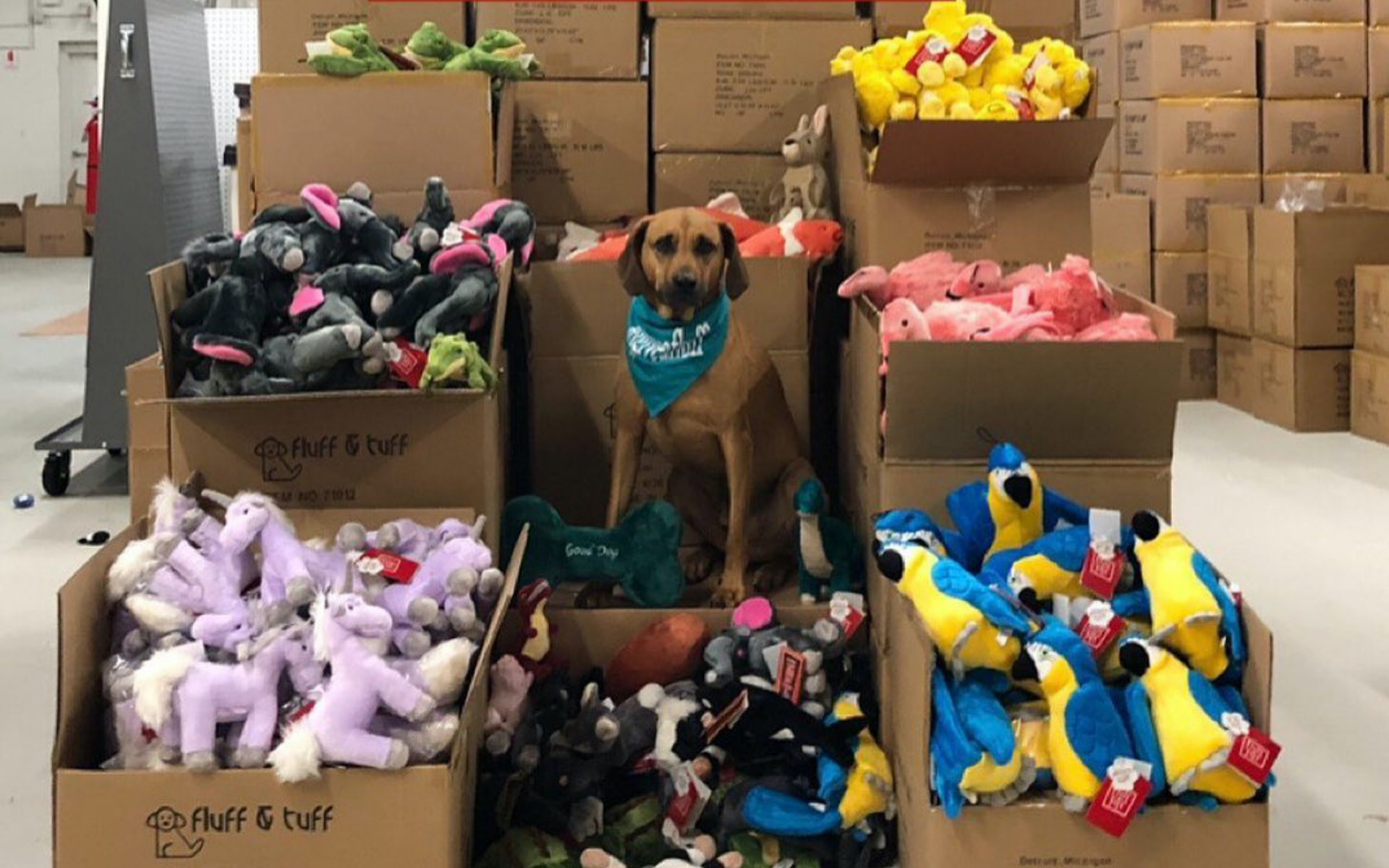 Where to Donate Dog Toys