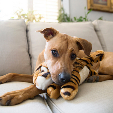 Fluff & Tuff Tiger Bone Plush Dog Toys