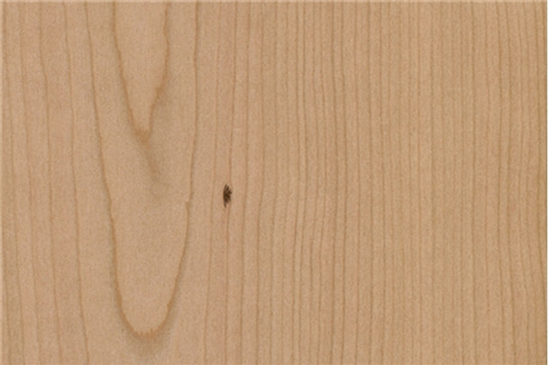 Cherry Plywood 3/4" Domestic - B-2 / VC