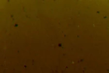 Mohawk Van Dyke Brown Graining Marker | M2652007