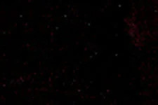 Mohawk Pro-Mark Black | M2670001