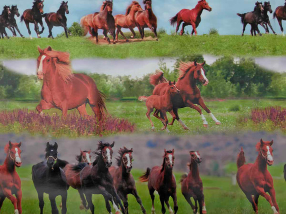 Horses Animals PVC Table Oilcloth Fabric