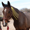KINESIO EQUINE TEX CLASSIC TAPE - Kinesio Equine Yellow, 120/cs   (091800)
