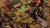 Shadow Tactics Blades of the Shogun Xbox One Game