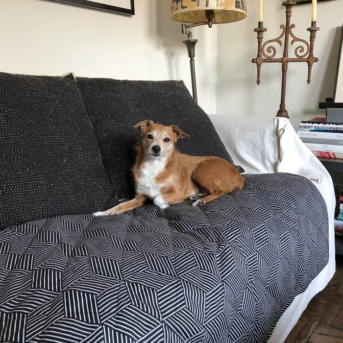 Graphite/Black Dog Blanket and Pet Furniture Cover - 100% Cotton