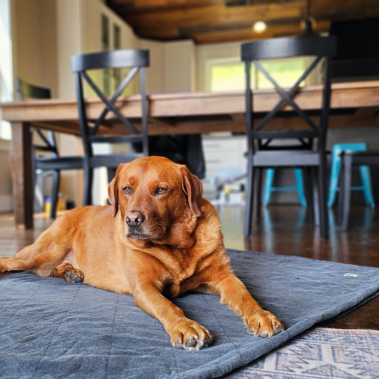 Dark Blue Dog Blanket and Pet Furniture Cover - 100% Cotton Top