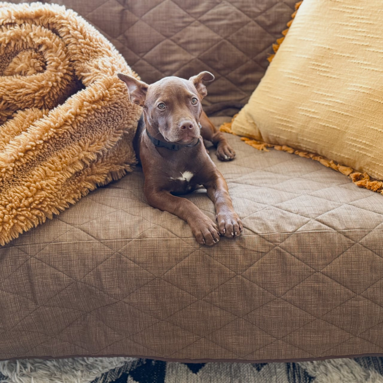 Dark Brown Non-Slip Furniture Protector & Couch Cover for Dogs