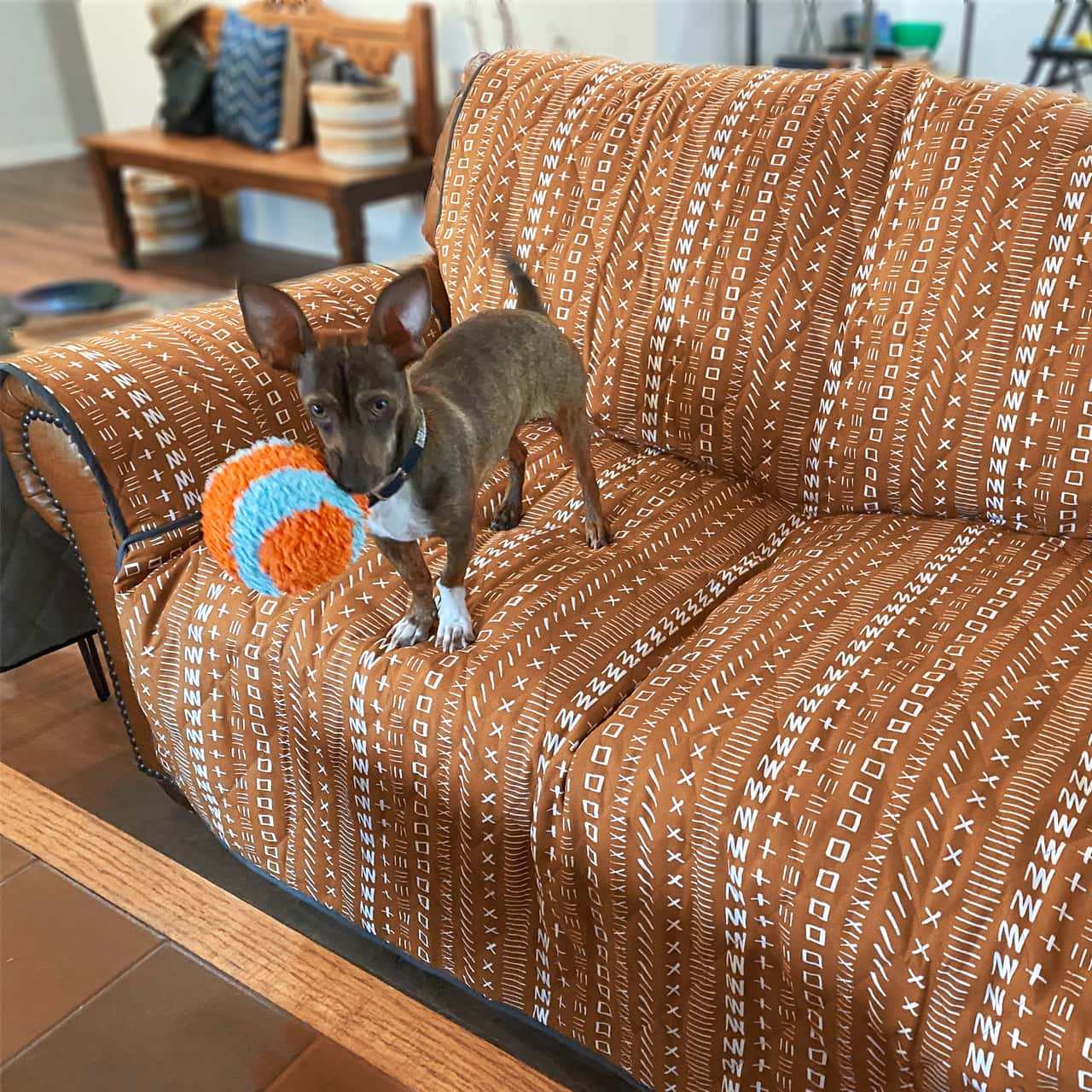 Best Dog Covers for Couches: Ultimate Protection & Style Guide
