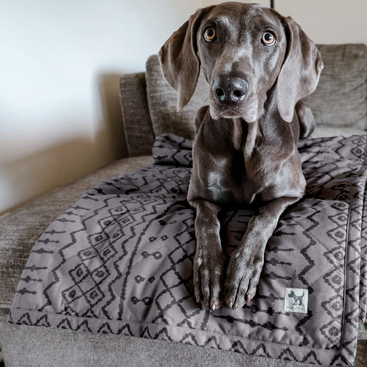 Medium Gray/Grey Dog Blanket and Pet Furniture Cover 100 Cotton Top