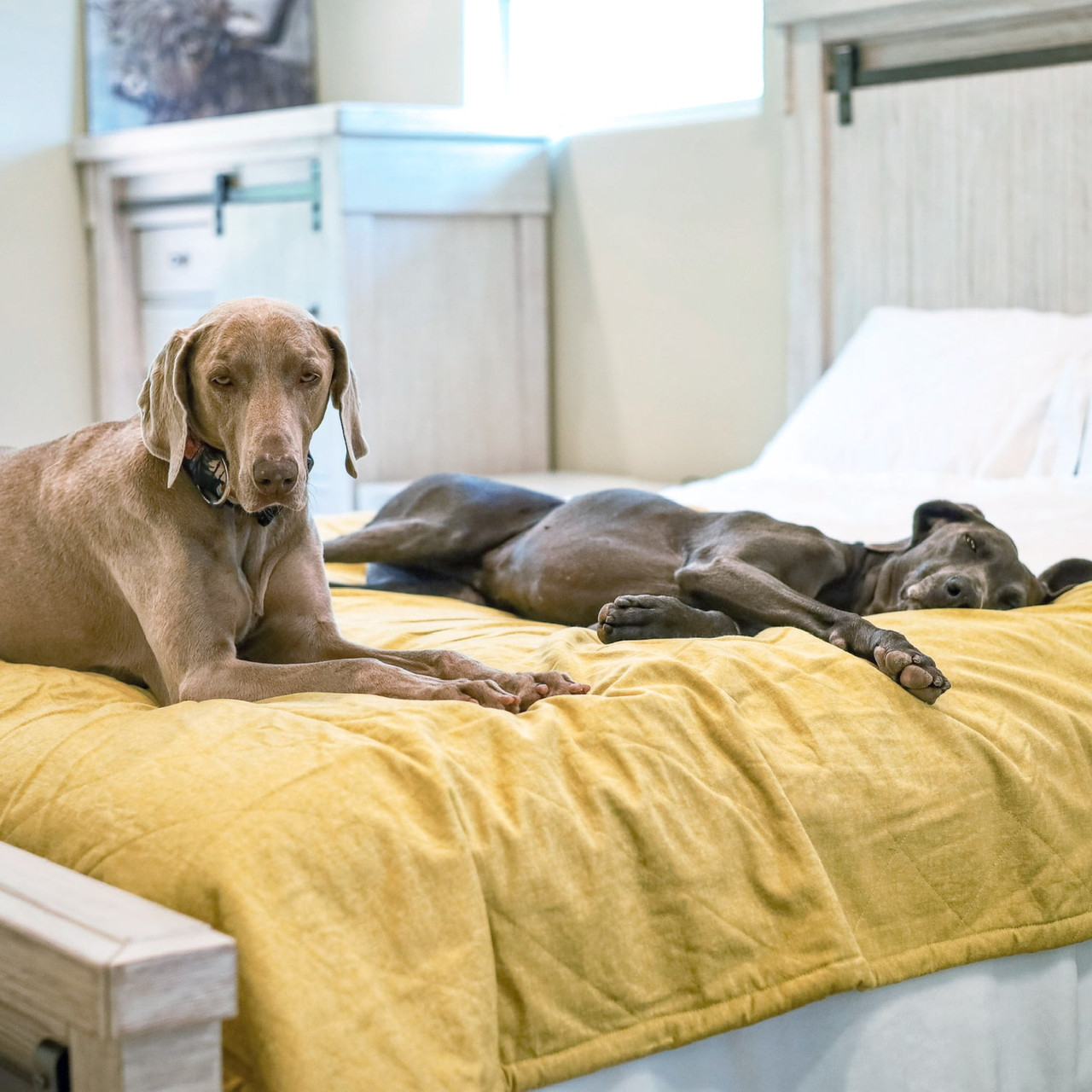 Yellow Dog Blanket and Pet Furniture Cover - 100% Cotton Top with