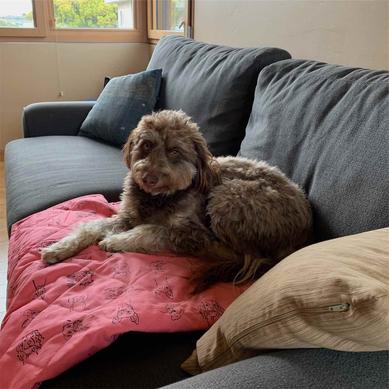 Pink Dog Blanket and Pet Furniture Cover 100 Cotton Top with Fleece