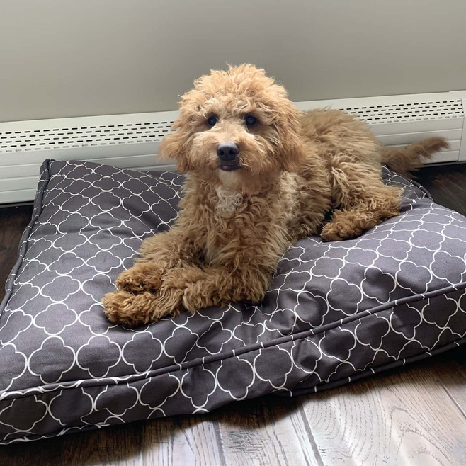 medium gray dog bed cover