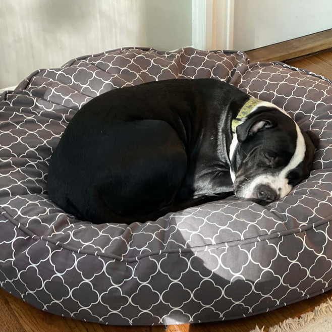 medium gray dog bed cover