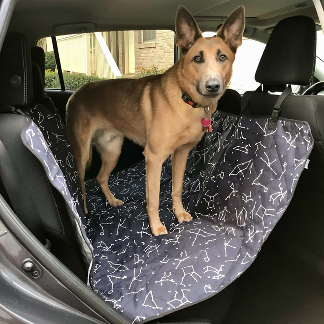 dog on car seat cover