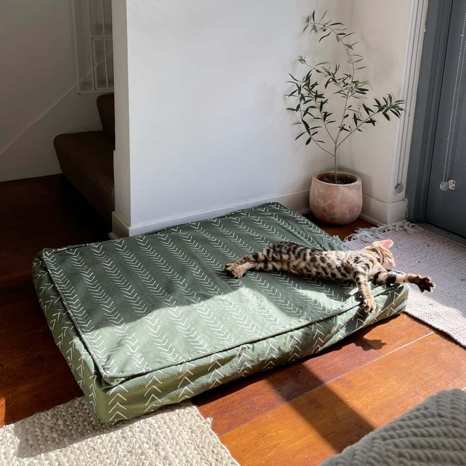 cat sunning on a green dog bed