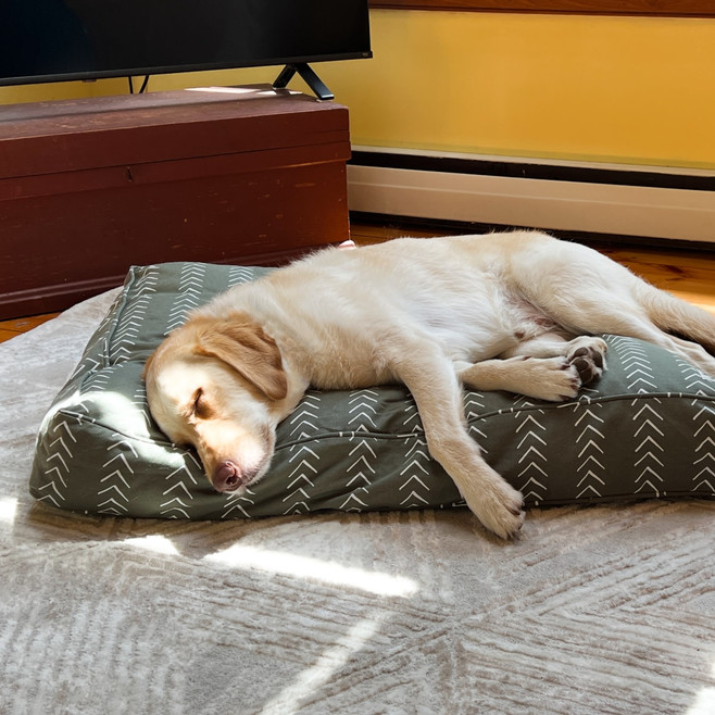 dog sleeping on a green dog bed