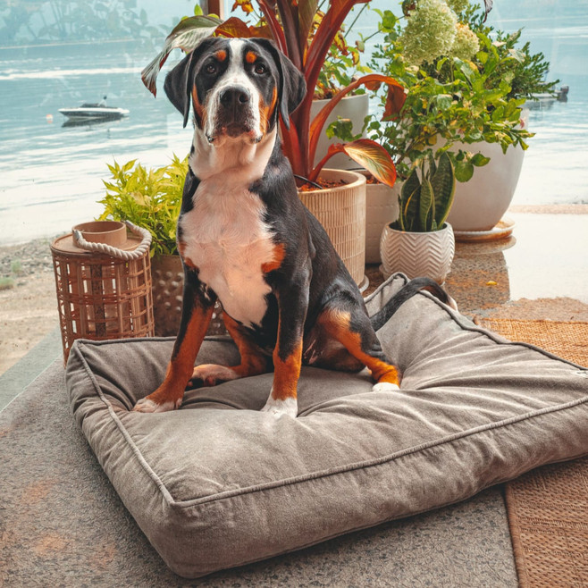 big dog on an organic cotton dog bed