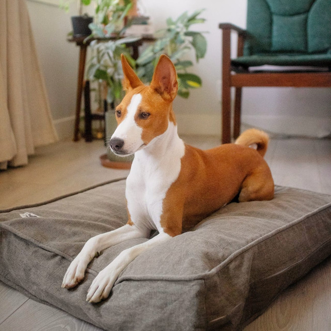 small dog on an organic cotton dog bed