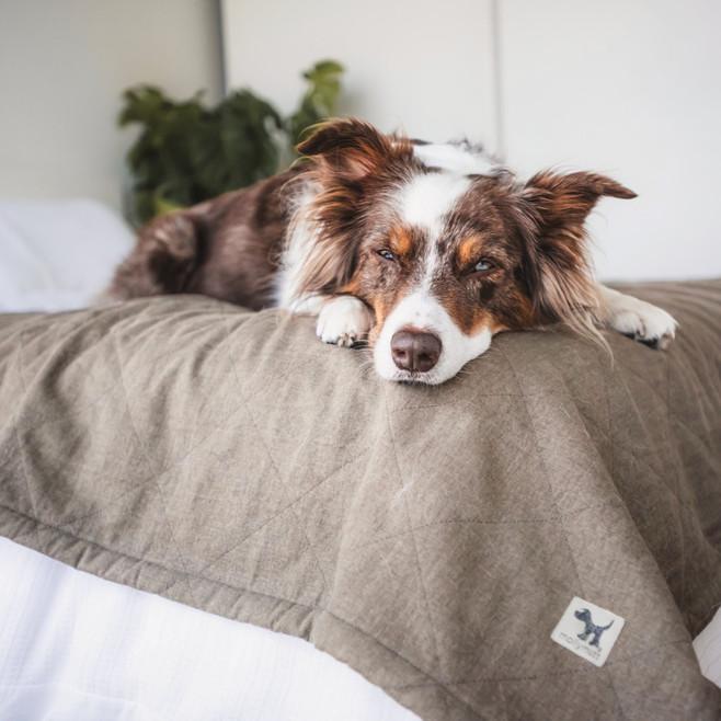 dog resting on a blanket