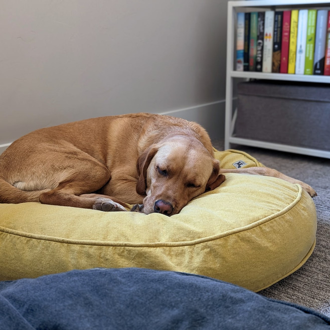 dog sleeping on an organic cotton dog bed dog sleeping on an organic cotton dog bed