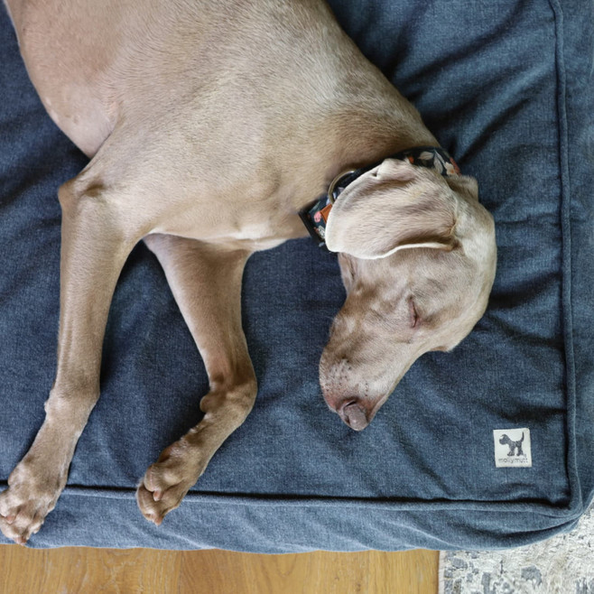 big dog on an organic cotton dog bed big dog on an organic cotton dog bed