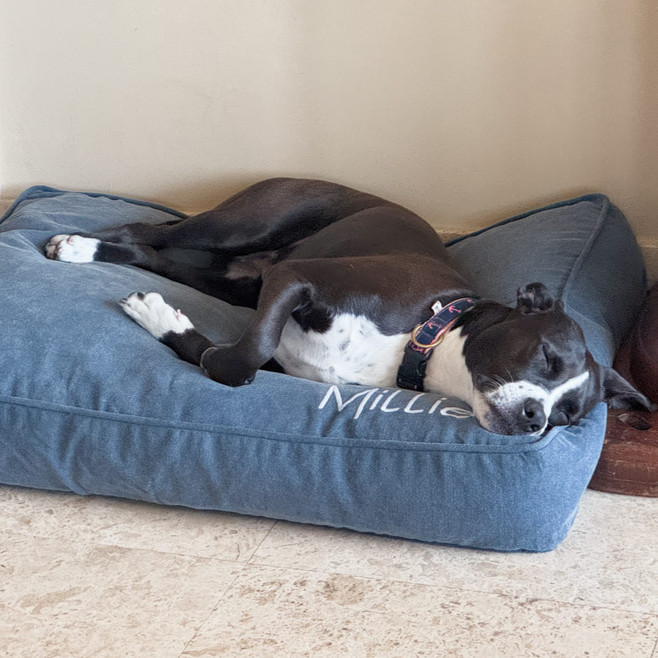 dog sleeping on their bed dog sleeping on their bed