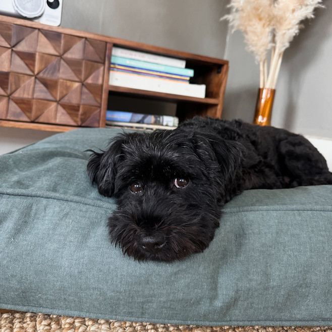 blue green dog bed