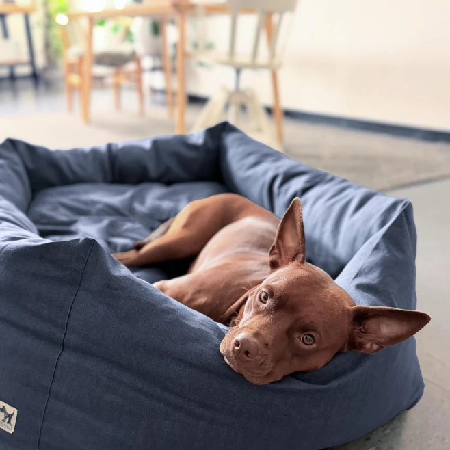 dog resting on a bolster add-on