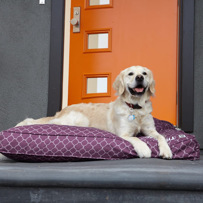 purple dog bed cover