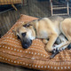 rust dog bed cover