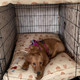 dog in their crate on a sandy tan boho crate pad