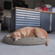 dog on a round organic cotton dog bed