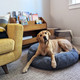 dog on a round organic cotton dog bed dog on a round organic cotton dog bed